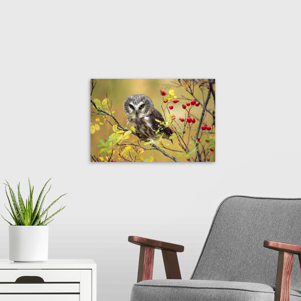 A modern room featuring Northern Saw-whet Owl perching in a wild rose bush, British Columbia, Canada