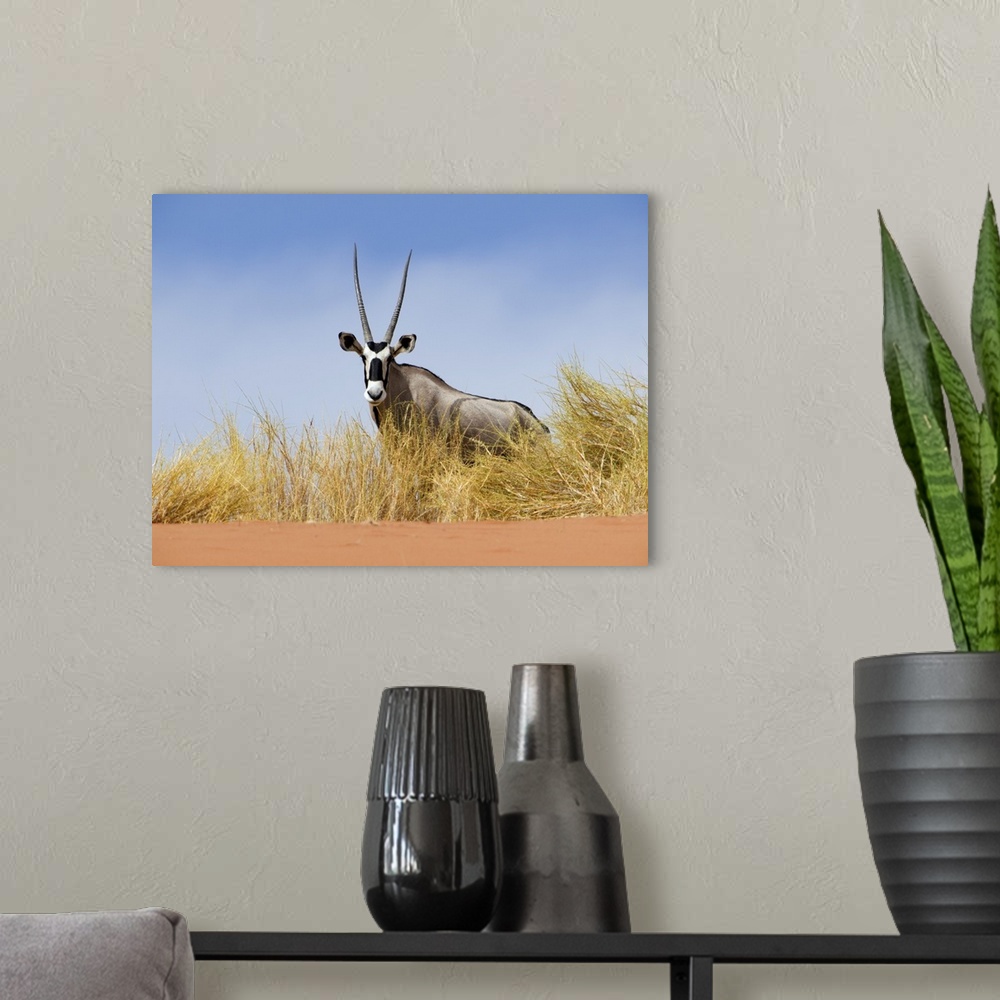 A modern room featuring Oryx (Oryx gazella), Namibia.