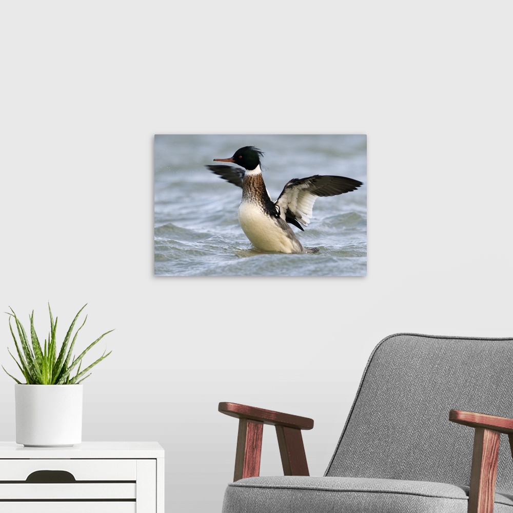 A modern room featuring Red-breasted Merganser (Mergus serrator) drake stretching wings, Den Oever, Noord-Holland, Nether...