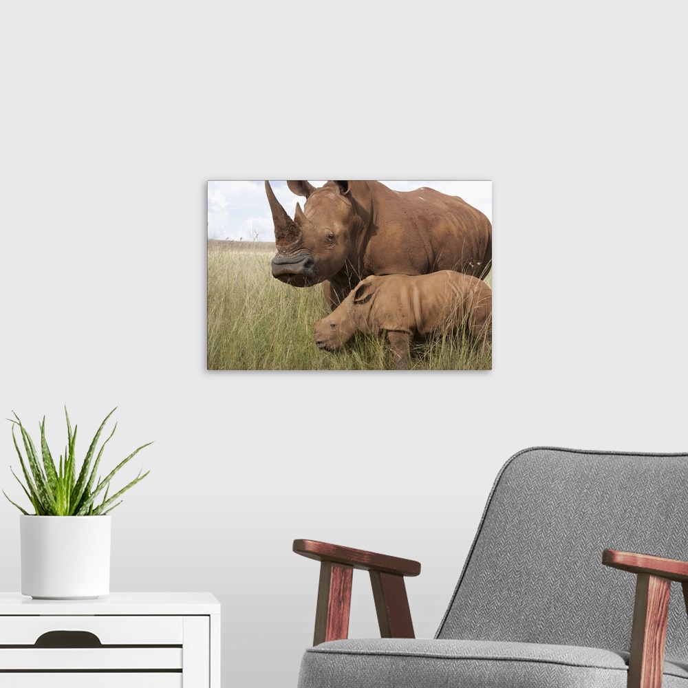 A modern room featuring White Rhinoceros (Ceratotherium simum) mother and calf, South Africa
