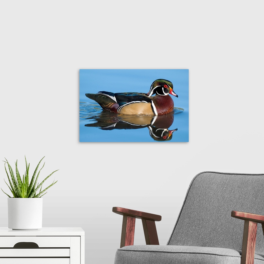 A modern room featuring wood duck (Aix sponsa), Reflection, Swimming,  Male, Lapeer State Game Area, MI