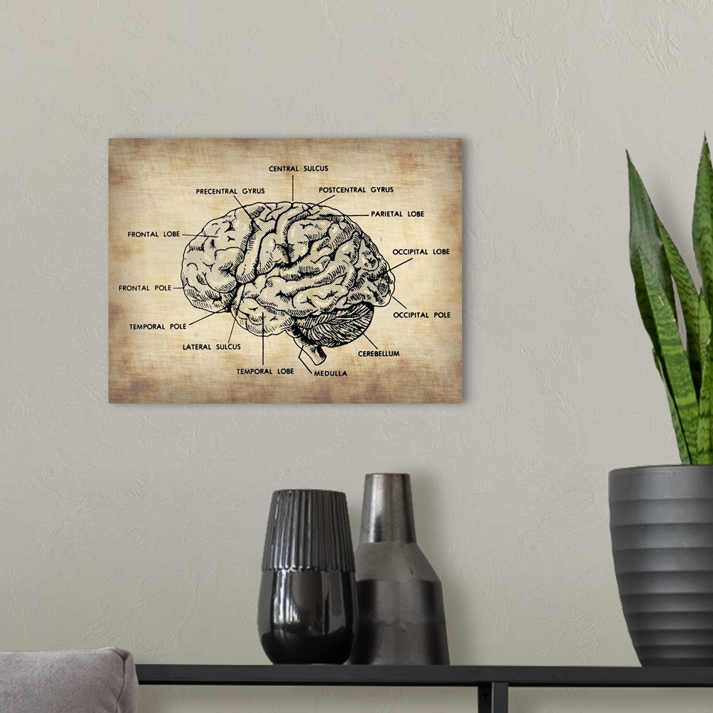 A modern room featuring Vintage Brain Map Anatomy, vintage art, vintage prints, old prints, old drawings