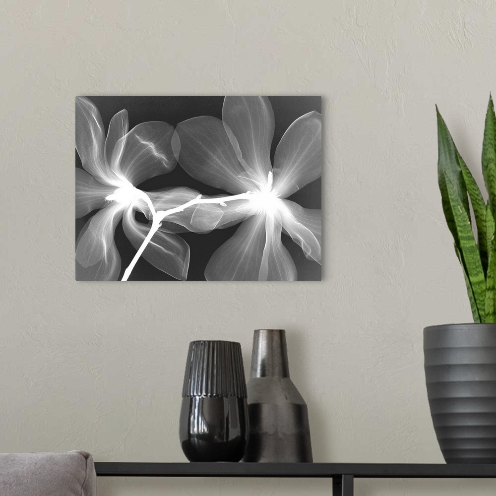 A modern room featuring Fine art photograph using an x-ray effect to capture an ethereal-like image of a magnolia.