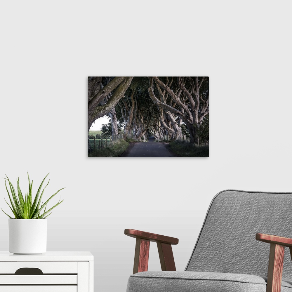 A modern room featuring HDR photograph of a road leading through a grove of gnarled looking trees in Northern Ireland.