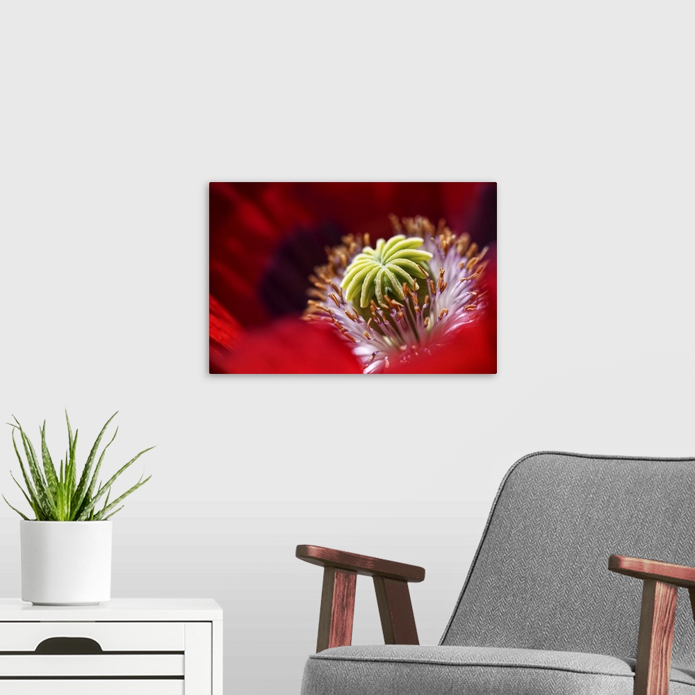 A modern room featuring Closeup of a red poppy in my garden.