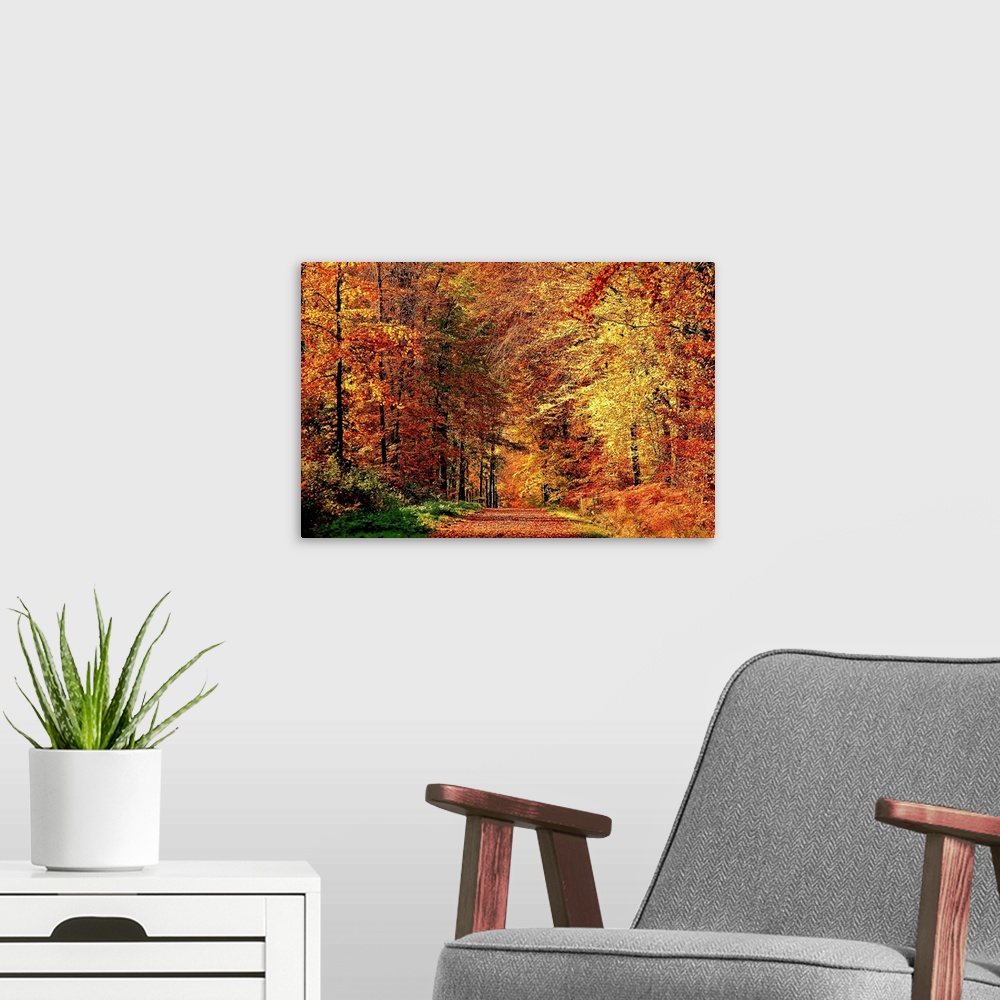 A modern room featuring A road that becomes a tunnel through a forest full of fall colors in this horizontal photograph.