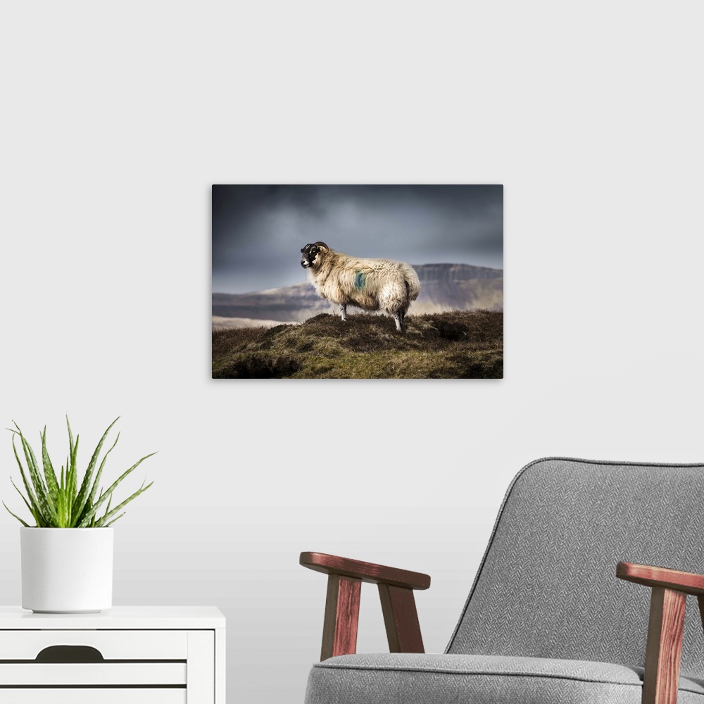 A modern room featuring Wild Blackface Sheep standing on the hills of the Quiraing on the Isle of Skye with stormy skye i...