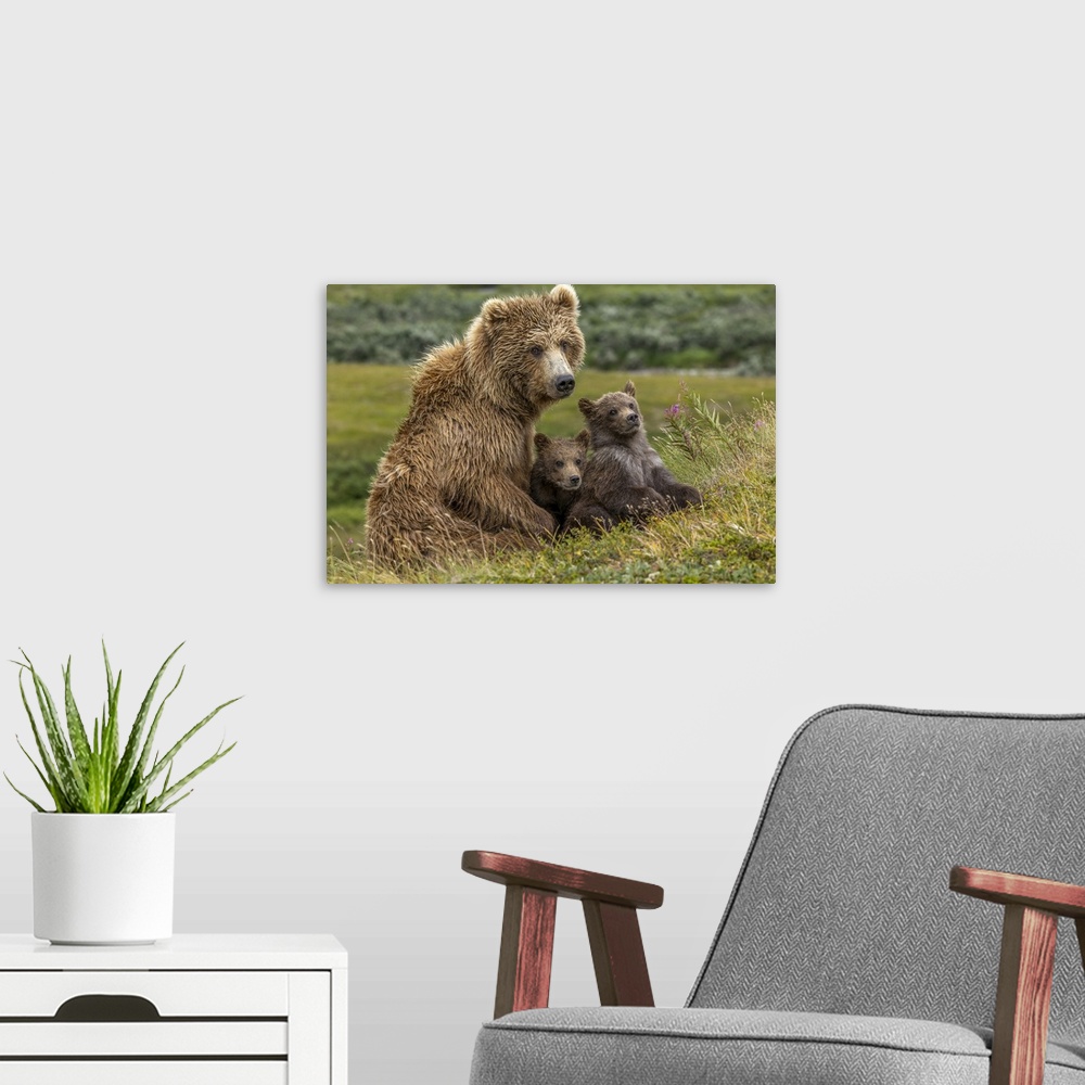 A modern room featuring Brown bear sow and two cubs, Katmai National Park, Alaska, USA