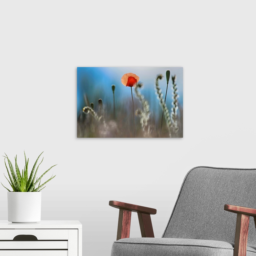 A modern room featuring Fine art photo of a single red flower among curled ferns.
