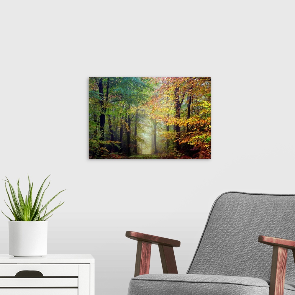 A modern room featuring Fine art photo of a path through the misty woods in the fall.