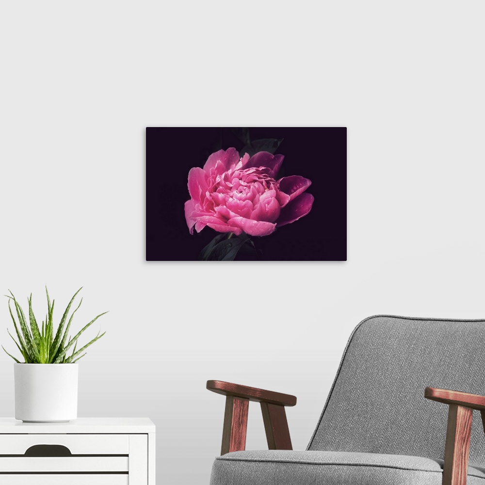 A modern room featuring Close-up of a peony after the rain