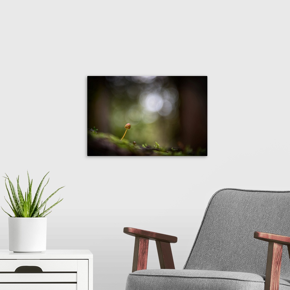 A modern room featuring Fine art photo of a tiny mushroom growing on a log in a forest, with bokeh in the background.
