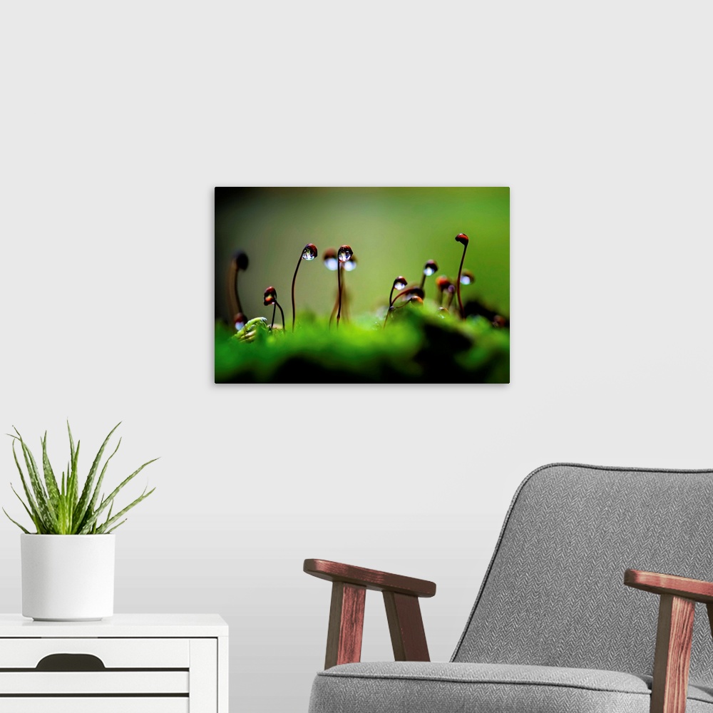 A modern room featuring A close up photo of raindrops on seedling plants.