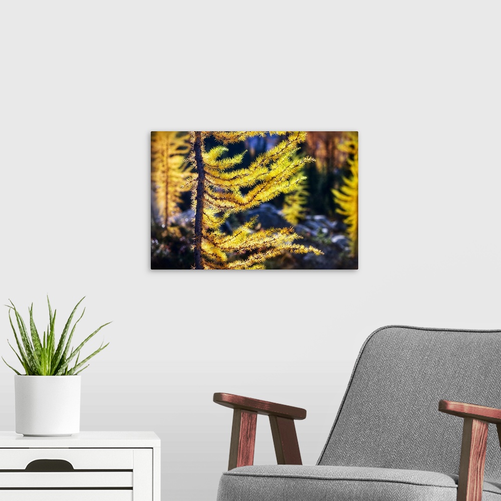 A modern room featuring Close-up of a smaller alpine larch in full yellow gold colour of Autumn. The image is made at f/2...