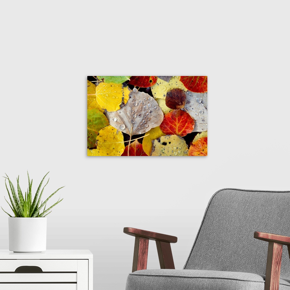 A modern room featuring Photograph of leaf collage in fall colors.  The veins in the leaves are visible and they have wat...
