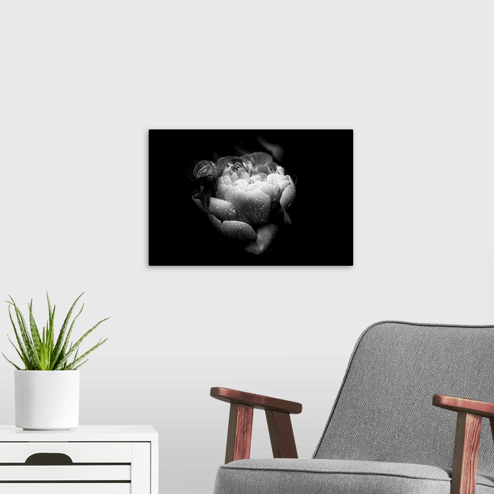 A modern room featuring Closeup black and white photograph of a rose covered in water droplets.