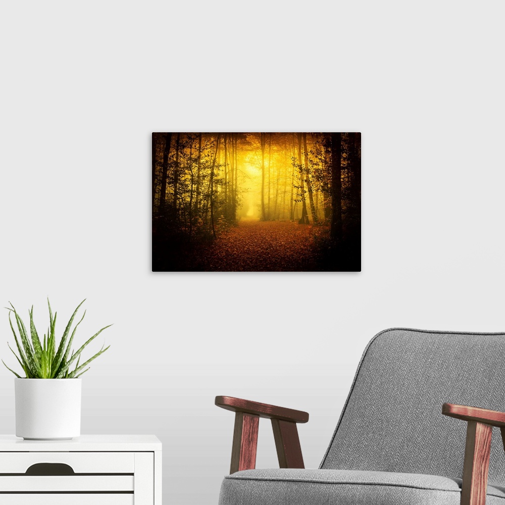 A modern room featuring Morning yellow mood of Broceliande forest in France, Britany area, a path crossing the forest and...