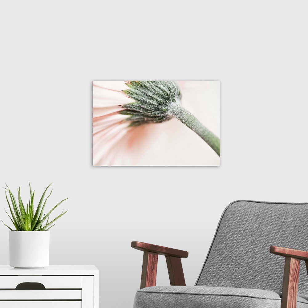 A modern room featuring A soft gentle pink flower curving across the frame with a green stalk.