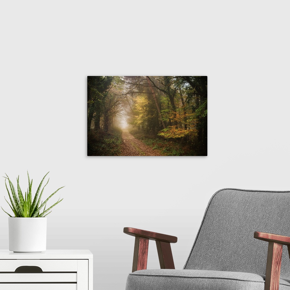 A modern room featuring Foggy path in a dense forest in fall colors.
