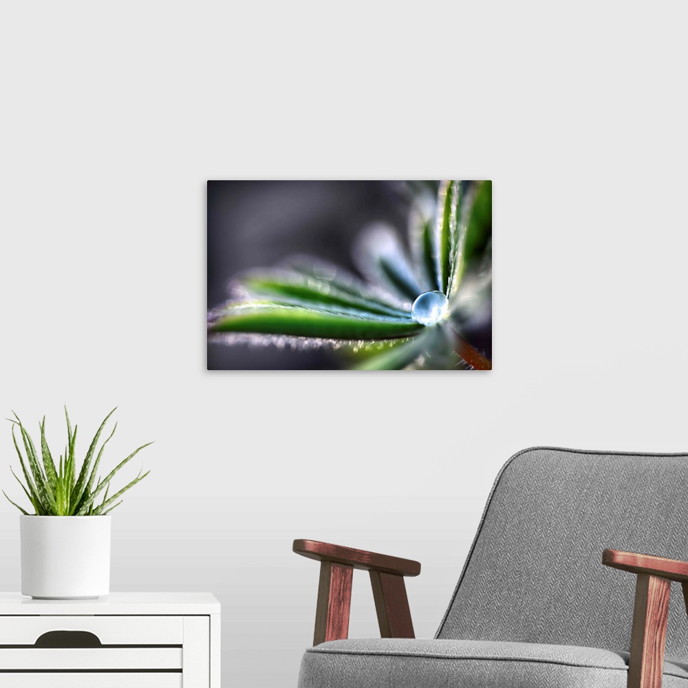 A modern room featuring Rain Drop on a Lupine