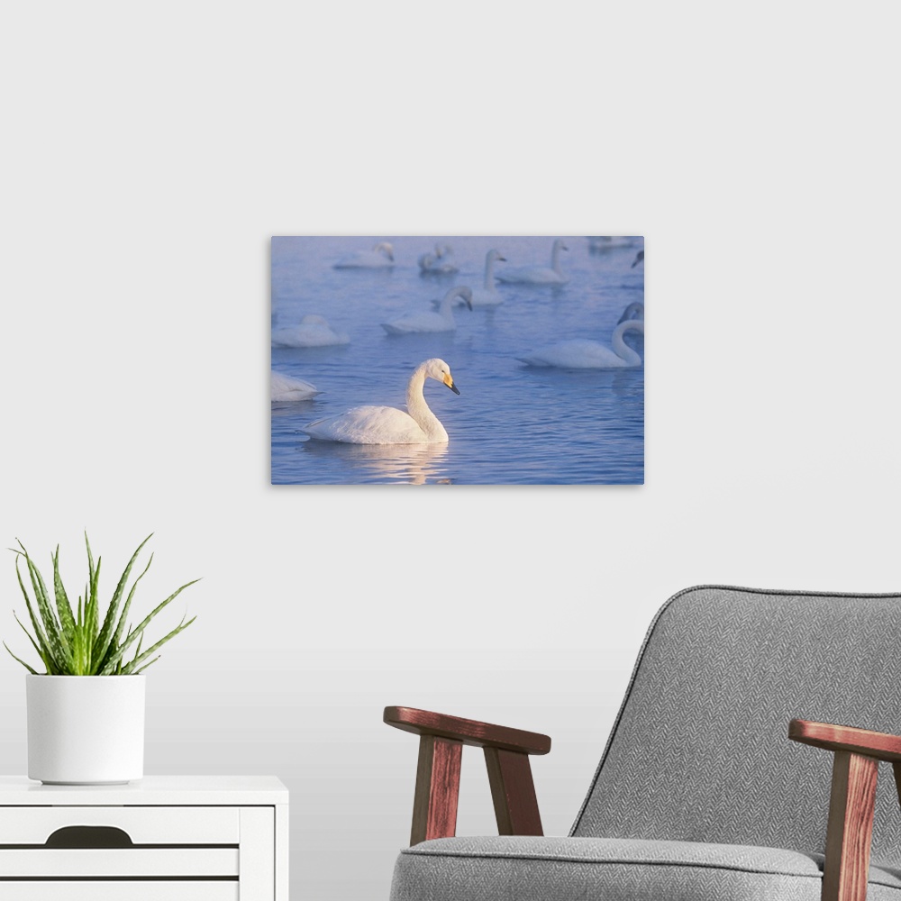 A modern room featuring Whooper swans are found in the Eastern Hemisphere. Swans pair for life and can live for up to 35 ...