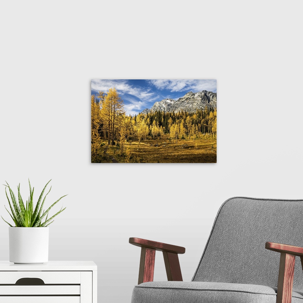 A modern room featuring Golden larches everywhere in a high mountain meadow.