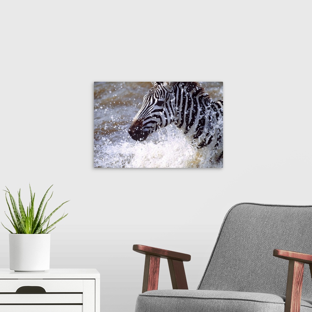 A modern room featuring Photograph of a zebra running through a body of water as drops of water shoot upward.