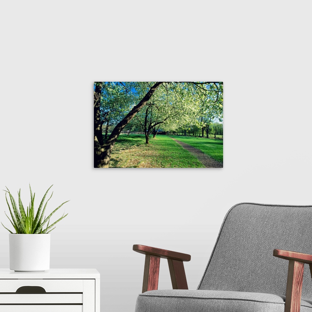 A modern room featuring Spring Bloom in an Orchard, Historic Wicks Farm, Jockey Hollow State Park, New Jersey