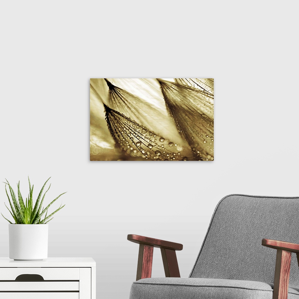 A modern room featuring Gold tinted photograph of rain droplets attached to leaning flowers.