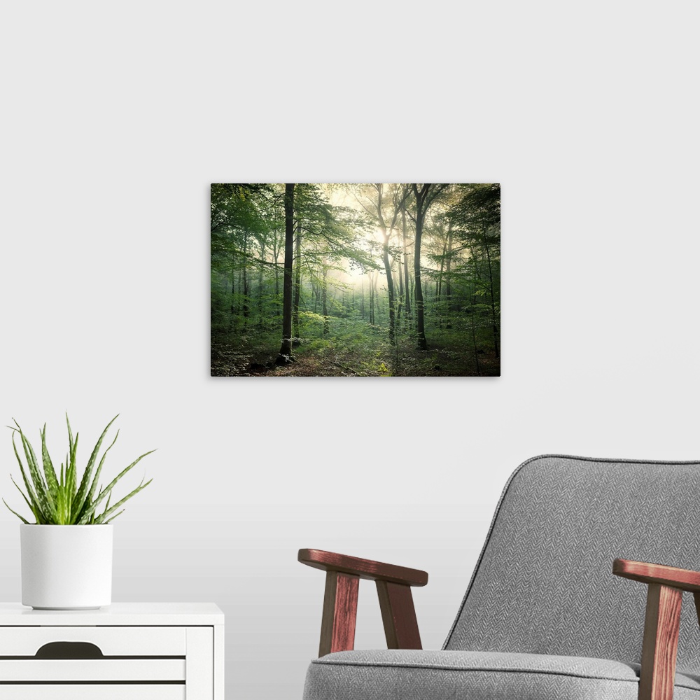 A modern room featuring Fine art photo of a forest in late afternoon light.