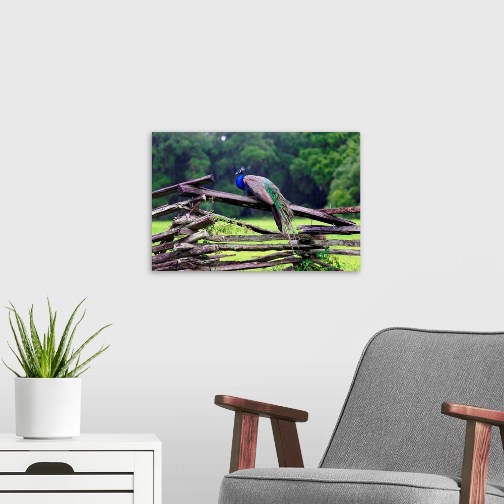 A modern room featuring Fine art photo of a male peacock on a wooden fence in South Carolina.
