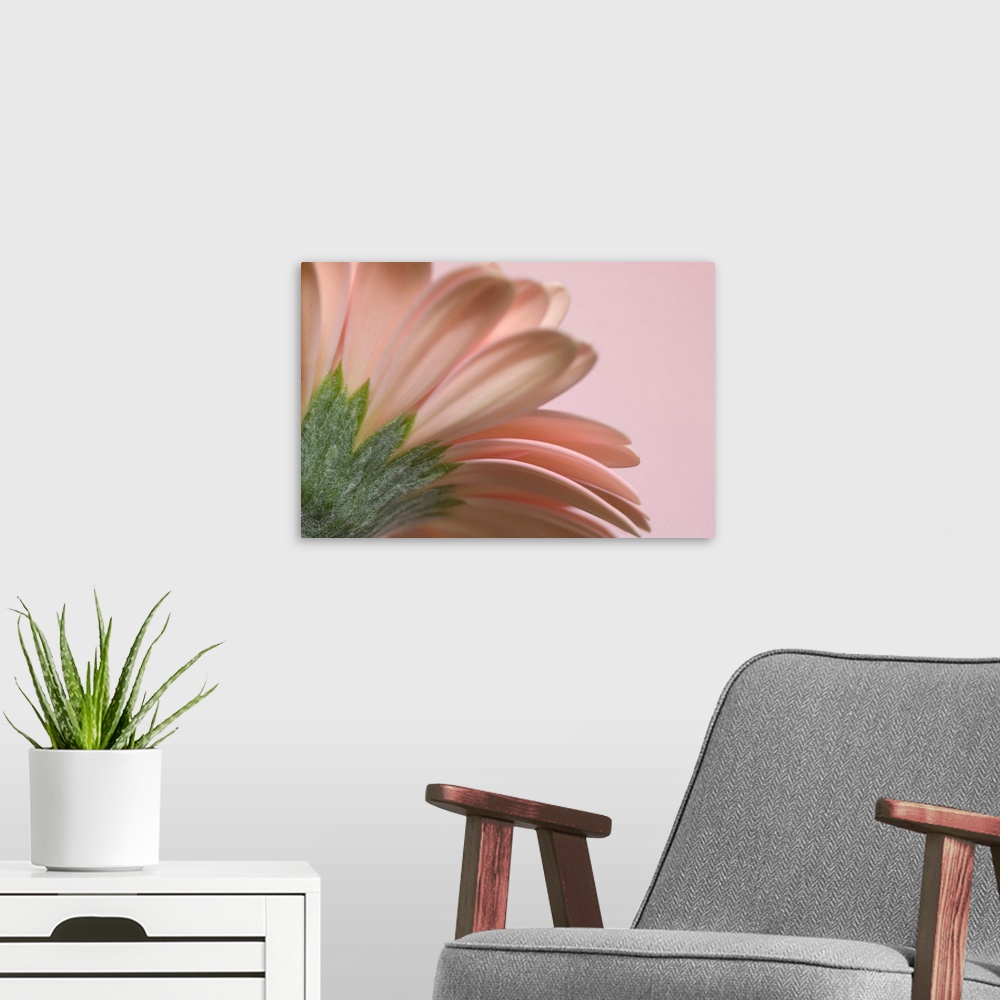 A modern room featuring Giant photograph incorporates a close-up showcasing the top of a flower against a solid colored b...
