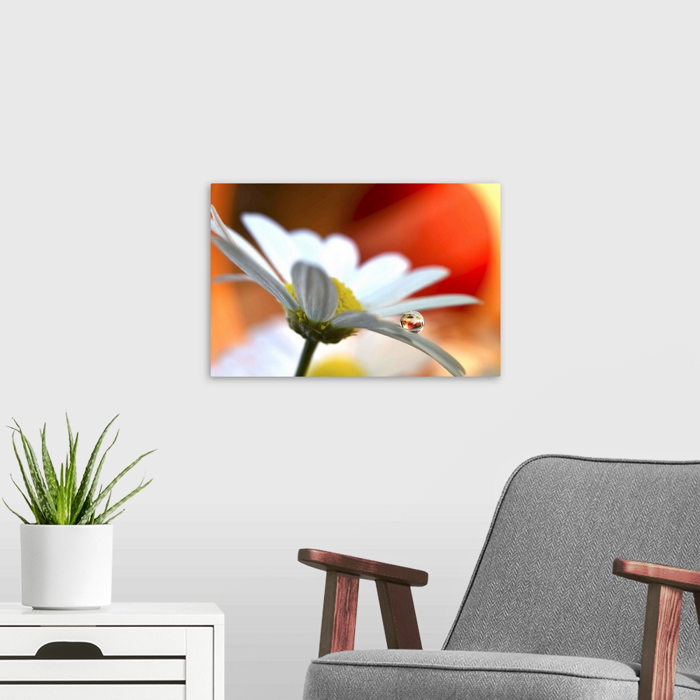 A modern room featuring A round water drop resting on a flower petal.