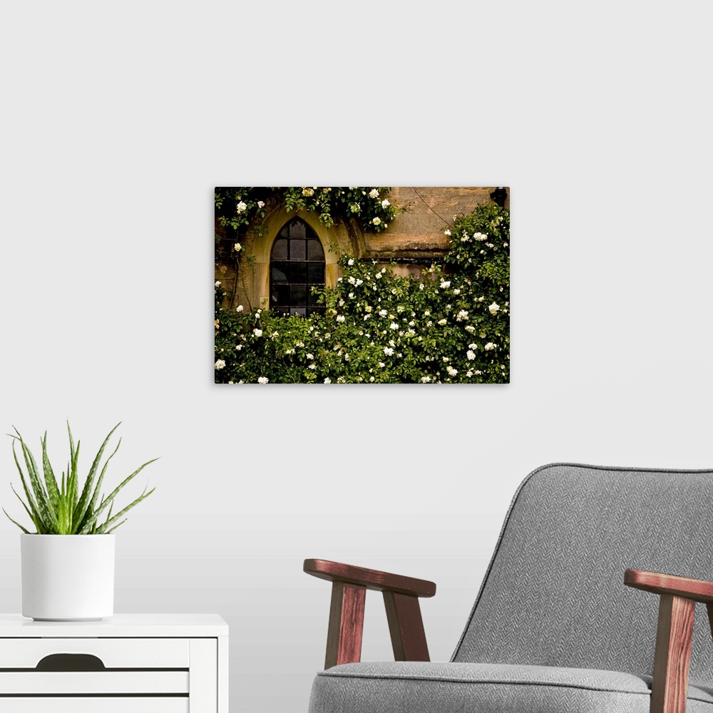 A modern room featuring Up-close photograph of overgrown flowering bush surrounding an arched window on a stone building.
