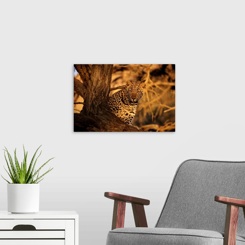 A modern room featuring Leopard, Kalahari Desert, South Africa