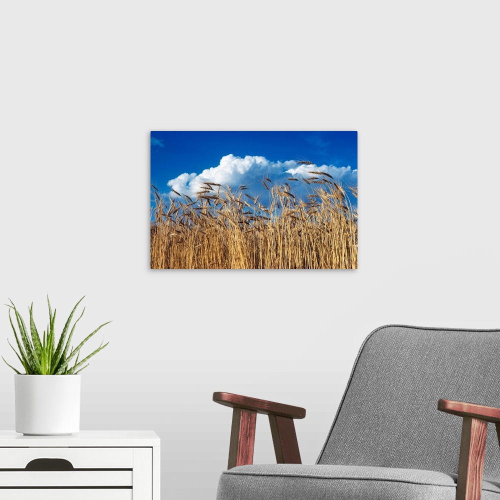 A modern room featuring 1970s Field Of Wheat Stalks Blue Sky And Clouds.