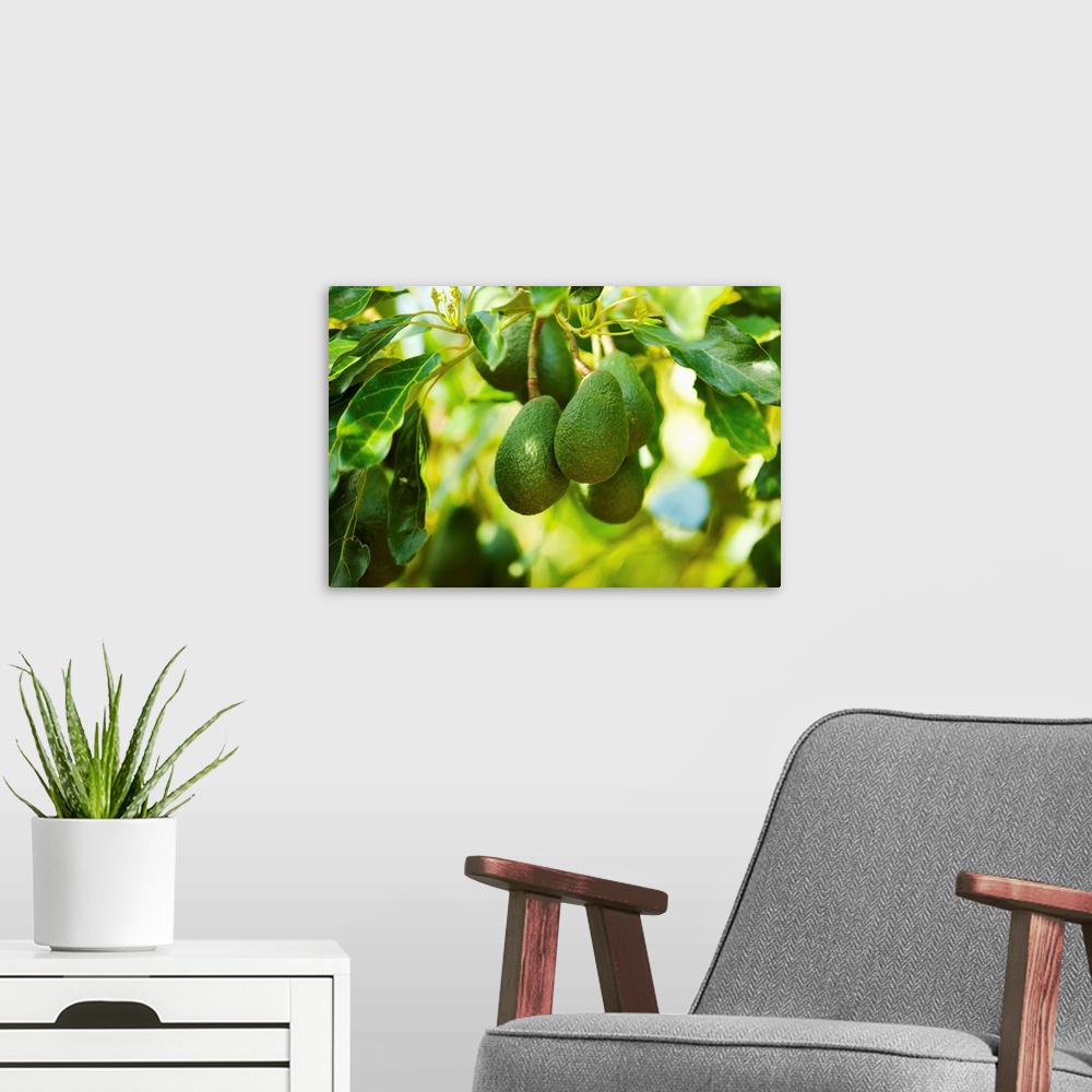 A modern room featuring Avocados on a tree, Santa Paula, Ventura County, California II