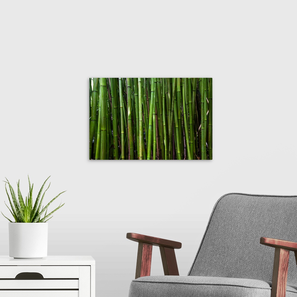 A modern room featuring Bamboo trees, Maui, Hawaii, USA