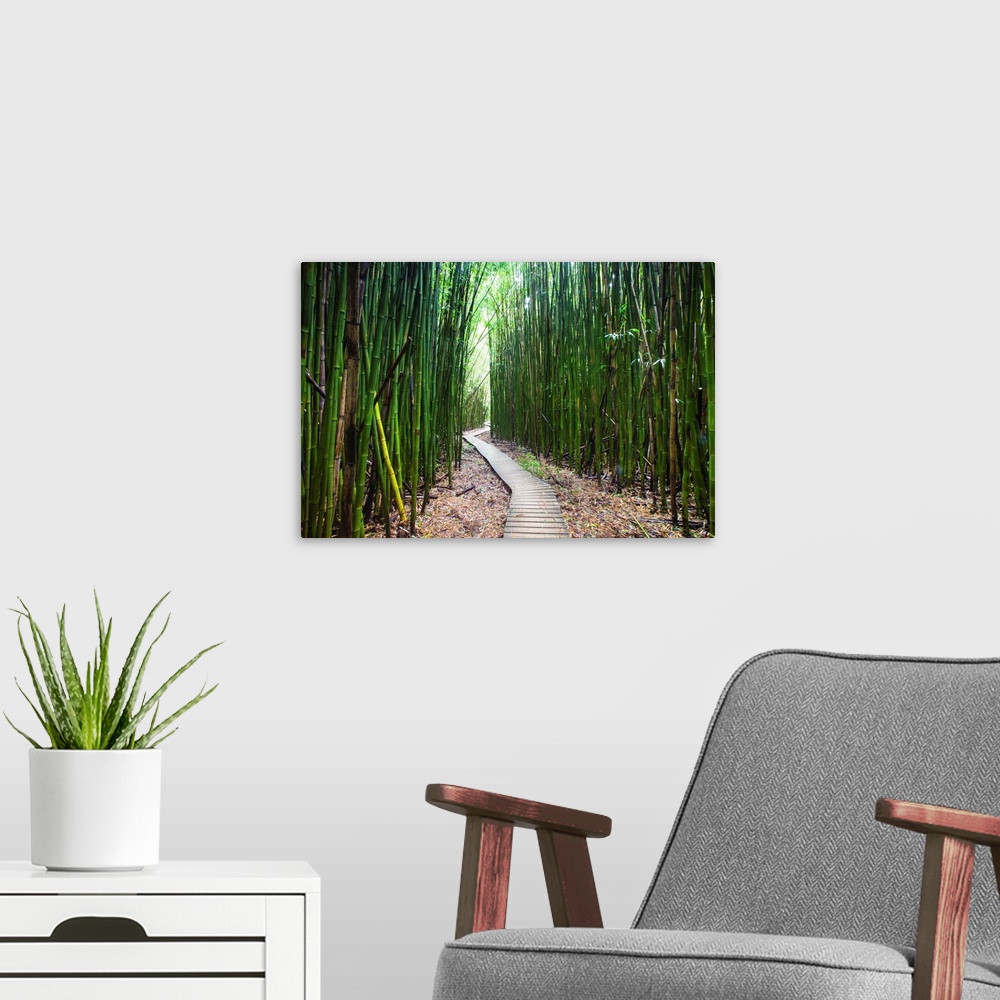 A modern room featuring Boardwalk passing through bamboo trees, Pipiwai Trail, Hakeakala National Park, Kipahulu, Hana Ro...