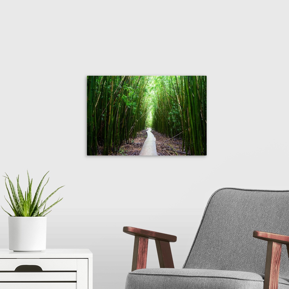 A modern room featuring Boardwalk passing through bamboo trees, Pipiwai Trail, Hakeakala National Park, Kipahulu, Hana Ro...