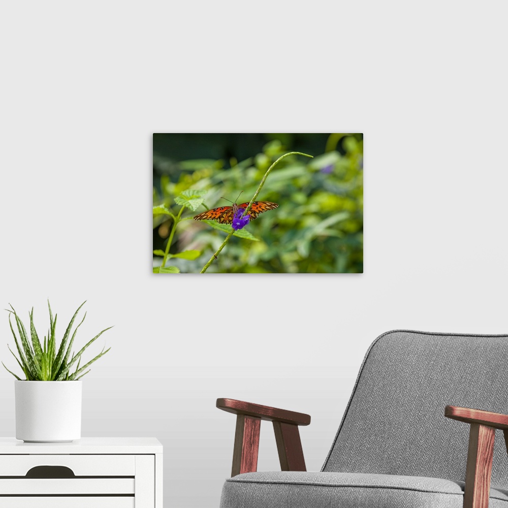A modern room featuring Butterfly perching on leaf, Florida, USA