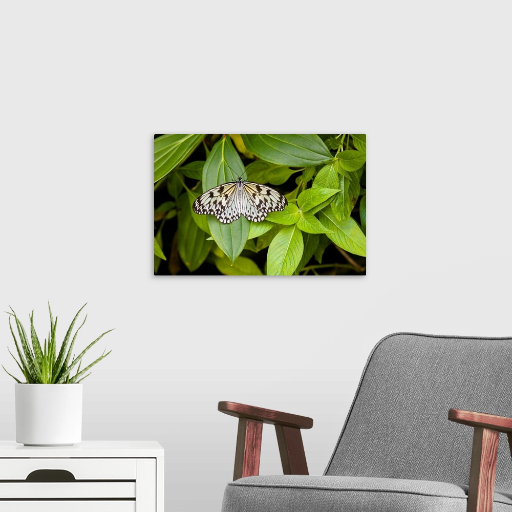 A modern room featuring Butterfly perching on leaf in a garden, butterfly rainforest, gainesville, florida, USA.