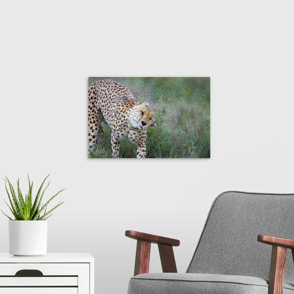 A modern room featuring Cheetah shaking off water from its body, Ngorongoro Conservation Area, Tanzania (Acinonyx jubatus)