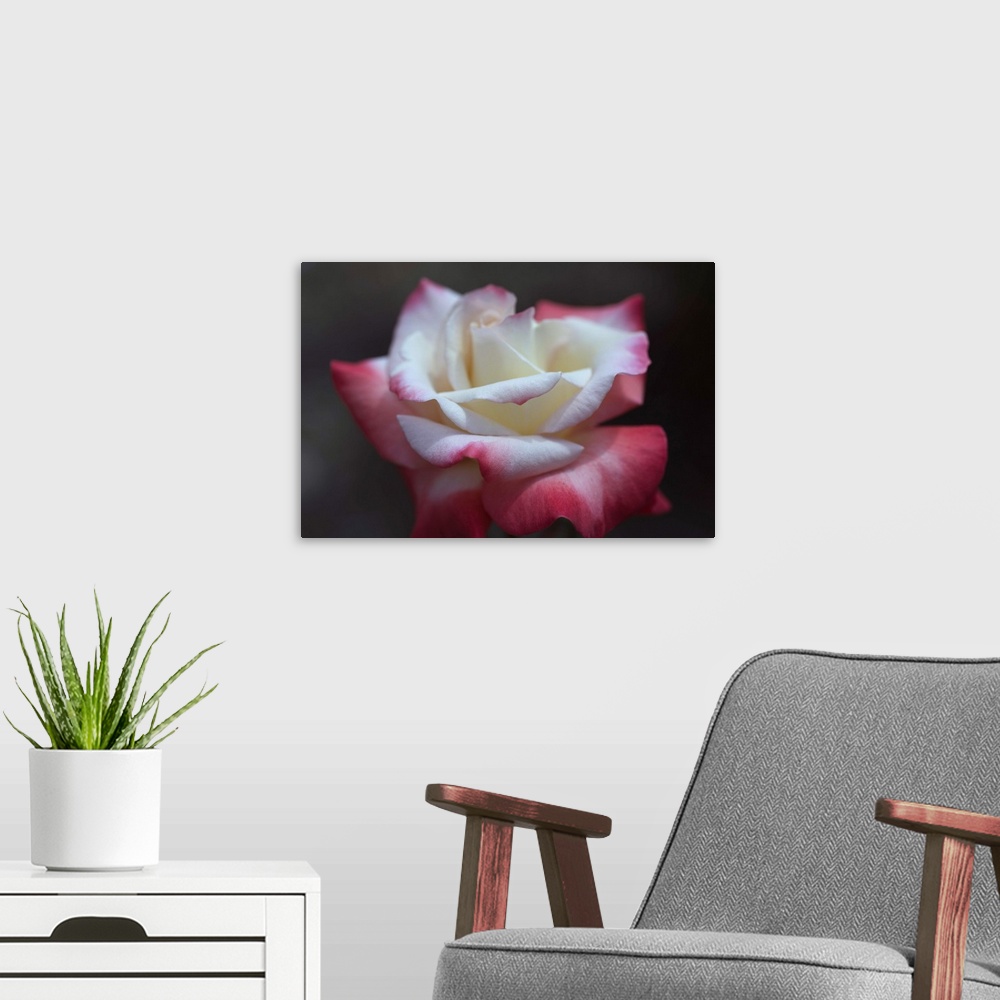 A modern room featuring Close-up of a pink and white rose, Los Angeles County, California