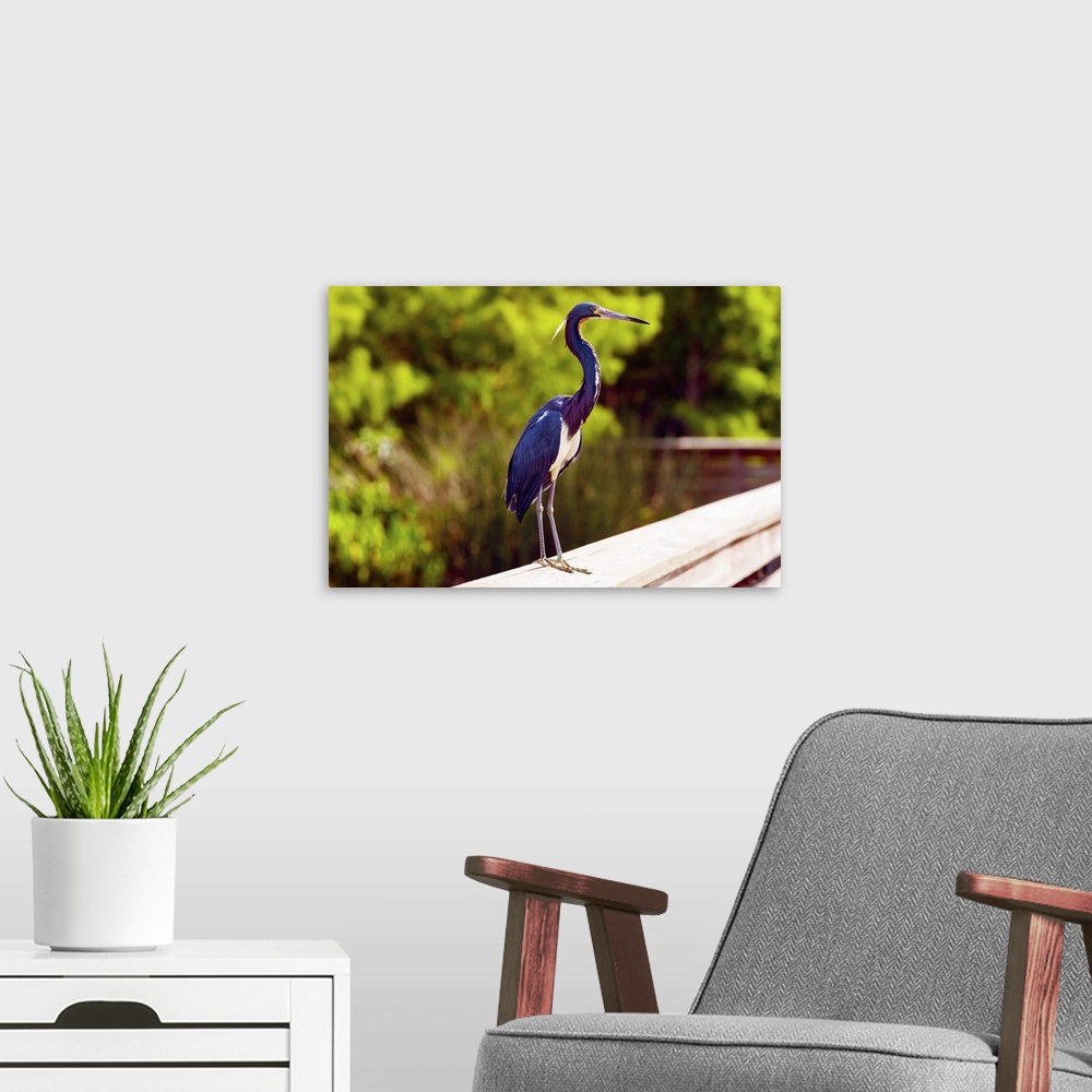 A modern room featuring Close-up of an blue egret, Boynton Beach, Florida