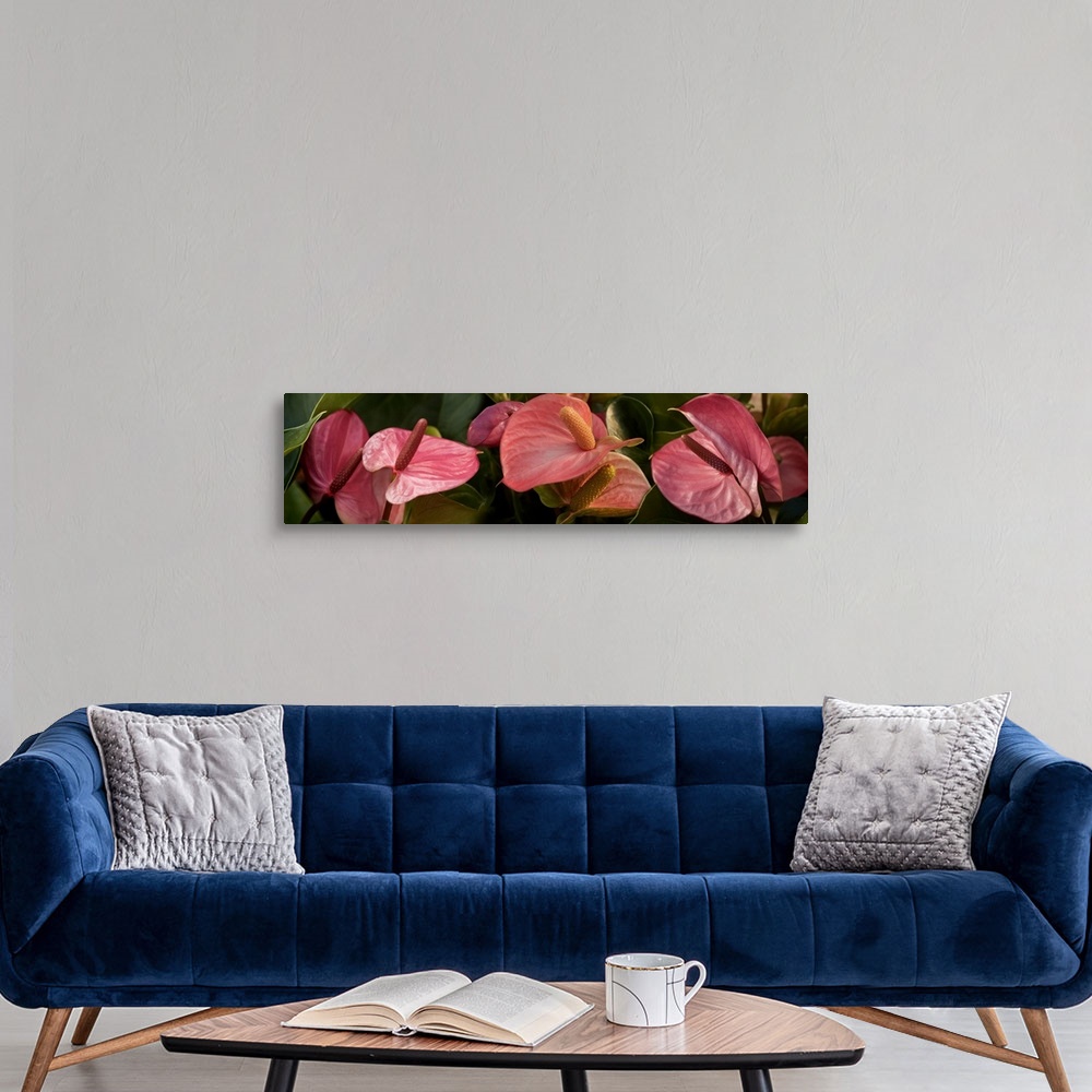 A modern room featuring Close-up of Anthurium plant