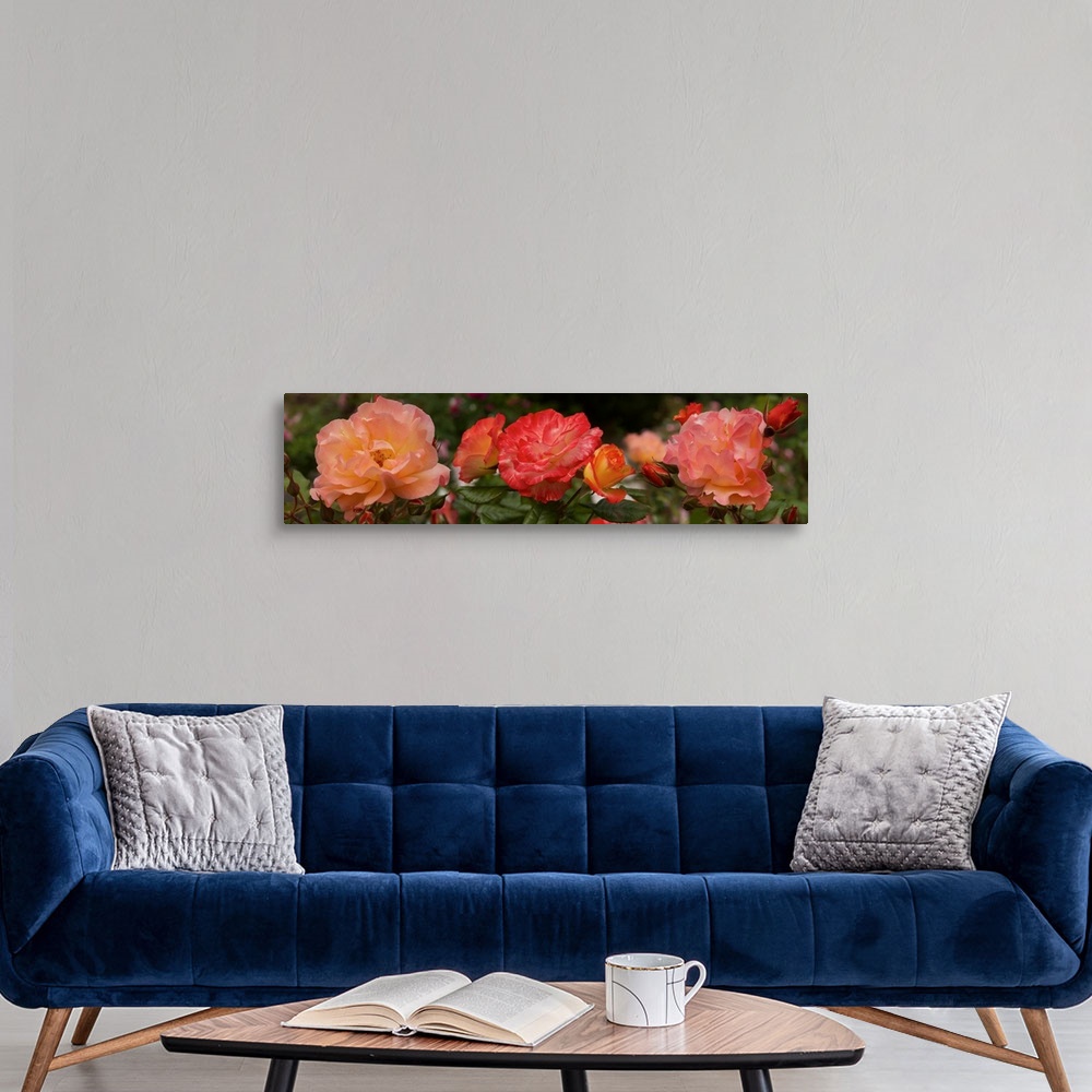 A modern room featuring Close-up of Begonia and Rose flowers
