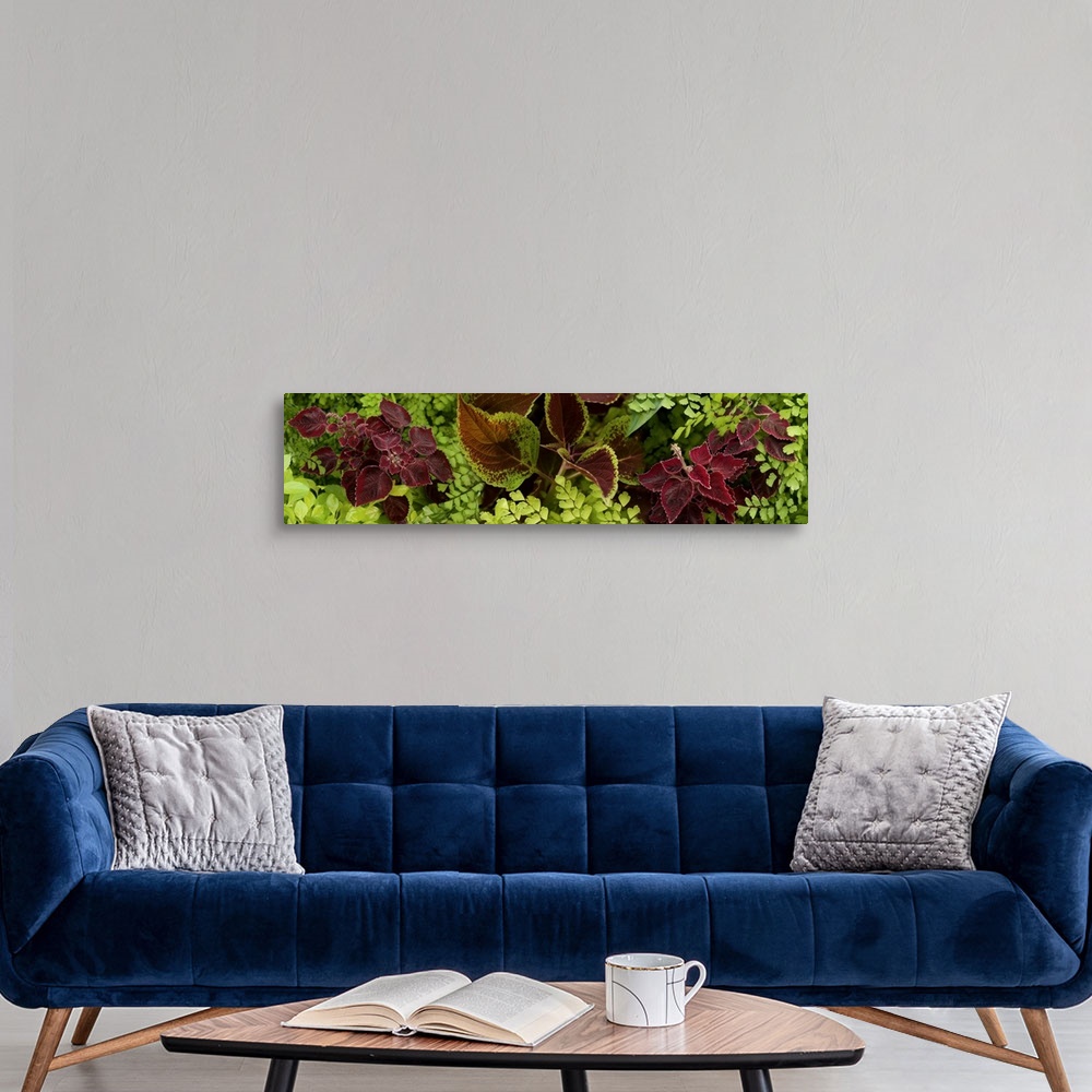 A modern room featuring Close-up of Coleus leaves