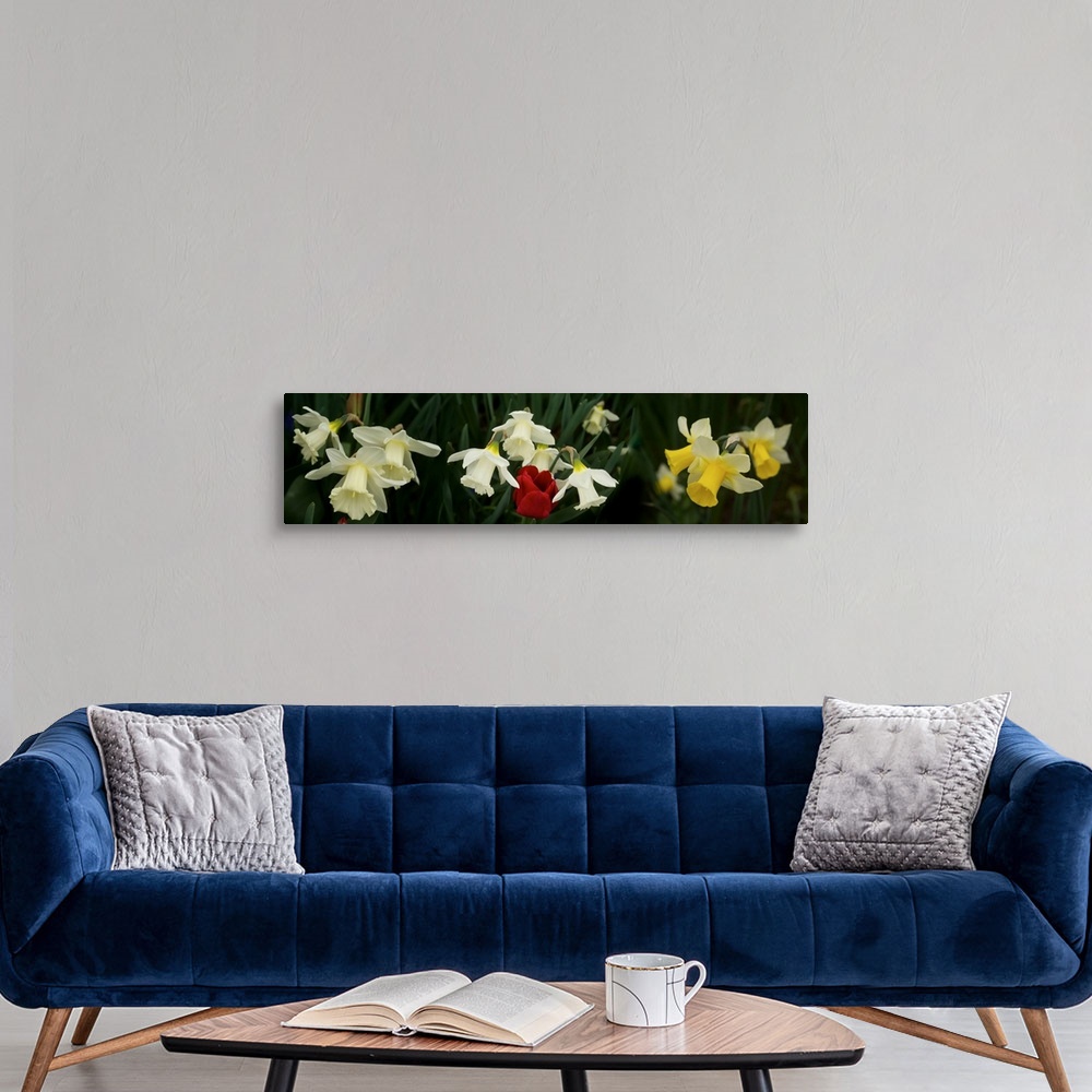 A modern room featuring Close-up of Daffodil flowers with a red tulip