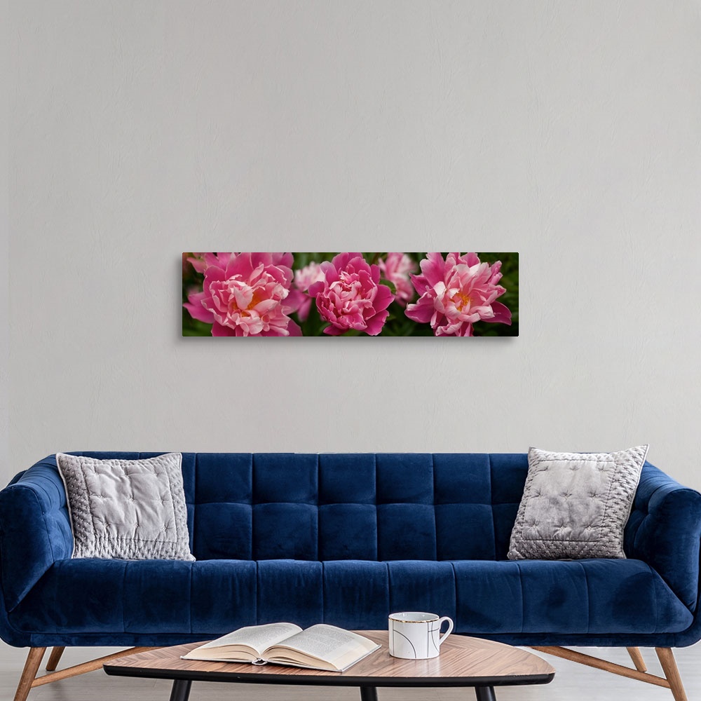 A modern room featuring Close-up of Magnolia flowers in bloom